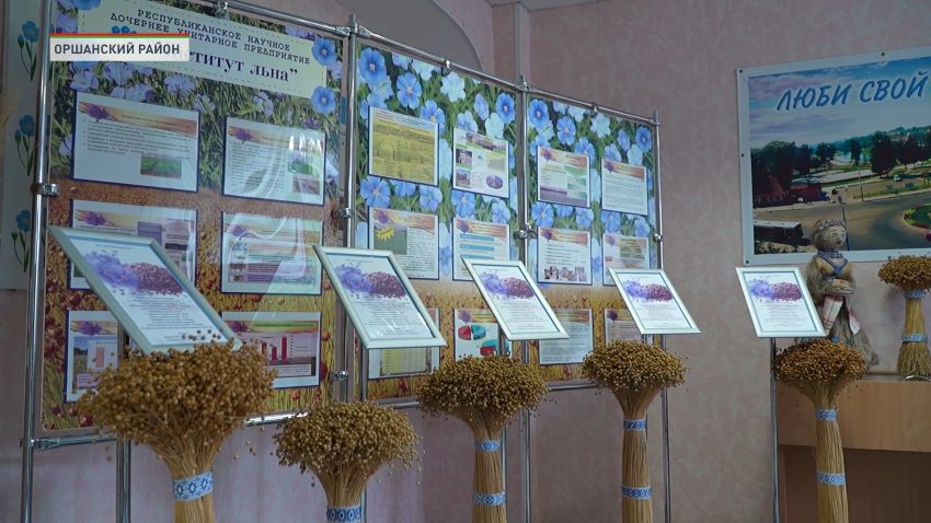 Тонкая нить и высокая прочность: белорусские селекционеры вывели новый сорт льна