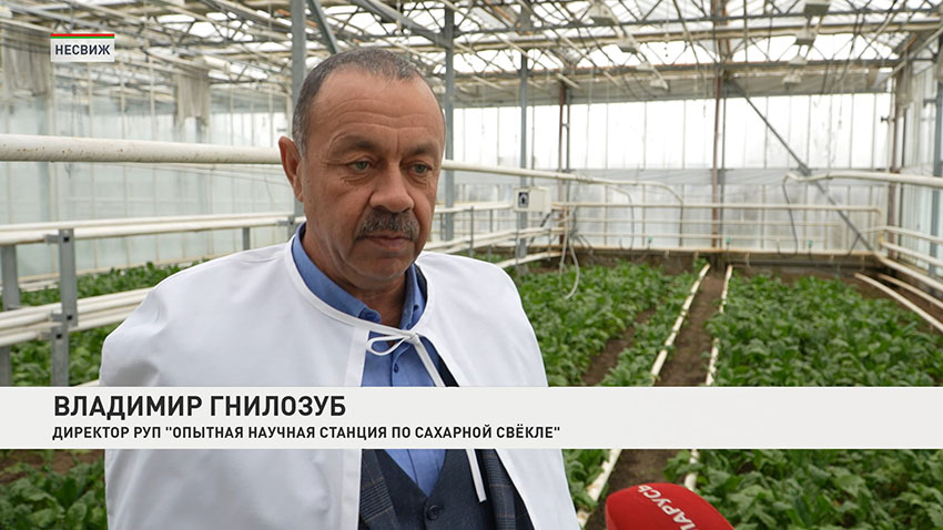 Сегодня специалисты опытной станции активно занимаются семеноводством этой культуры