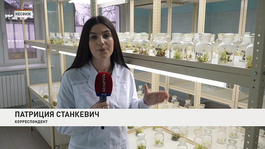 Сегодня специалисты опытной станции активно занимаются семеноводством этой культуры