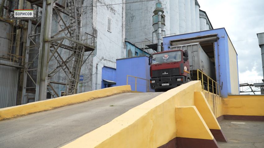 Жатва на финишной прямой: аграрии Беларуси убрали 99% площадей зерновых и рапса