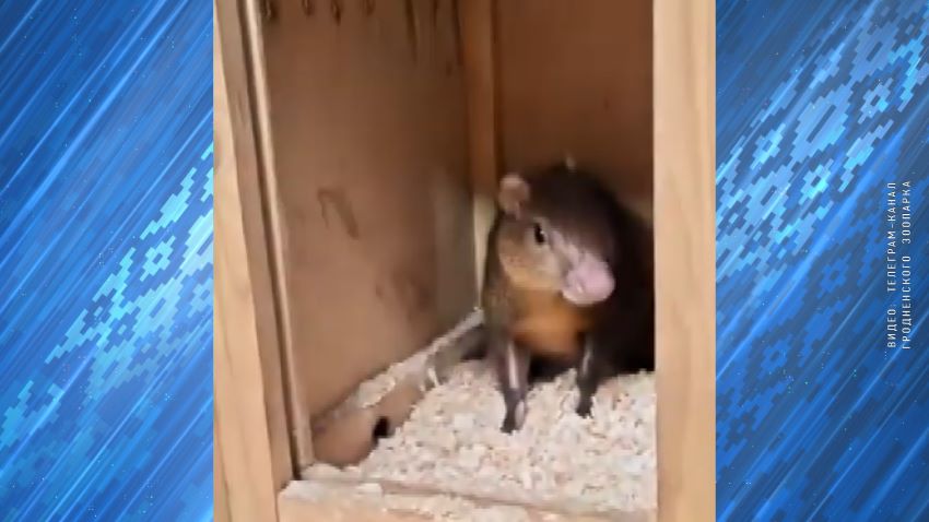 Агути Леня зоопарк Гродно