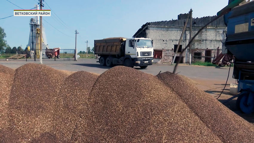 Беларусь полностью обеспечена гречневой крупой отечественного производства