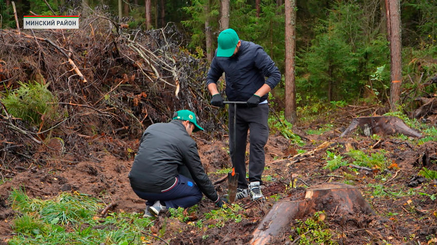 Более 18 млн деревьев высажено в рамках акции «Дай лесу новае жыццё!»