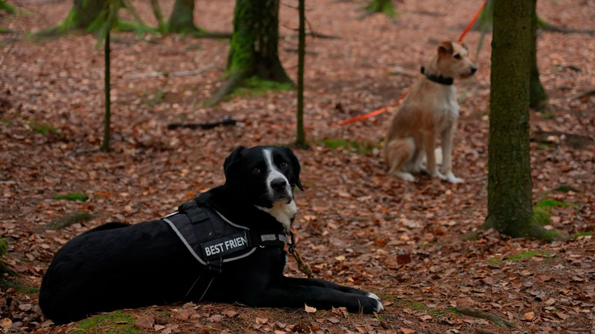 Более 550 человек третьи сутки ищут ребёнка, пропавшего в Минской области