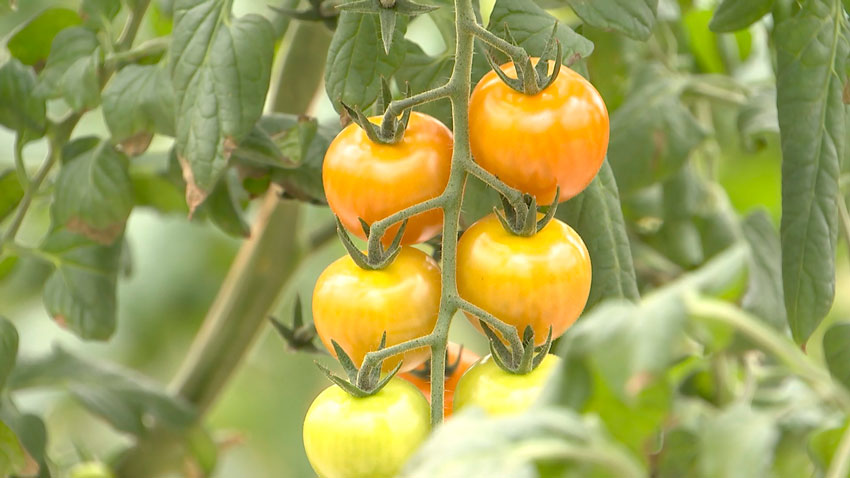 Брестский облисполком с партнёрами из КНР реализует инвестпроект по строительству тепличных комплексов