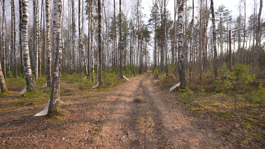 Как правильно собирать березовый сок? Советы от специалиста
