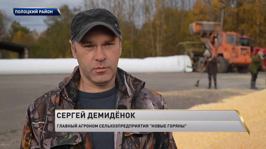 200 тысяч тонн кукурузы на зерно планируют заготовить в Витебской области  