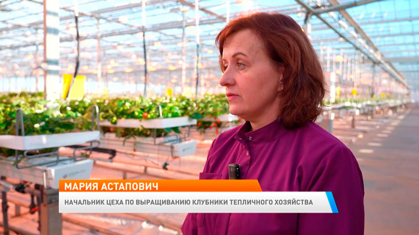 Мария Астапович, начальник цеха по выращиванию клубники тепличного хозяйства
