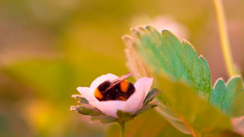 Мария Астапович, начальник цеха по выращиванию клубники тепличного хозяйства