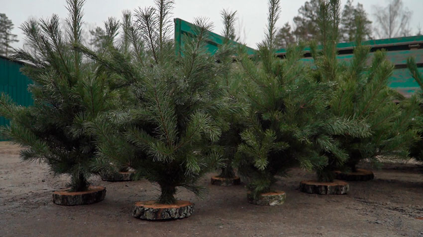 В Минске начали работу первые ёлочные базары