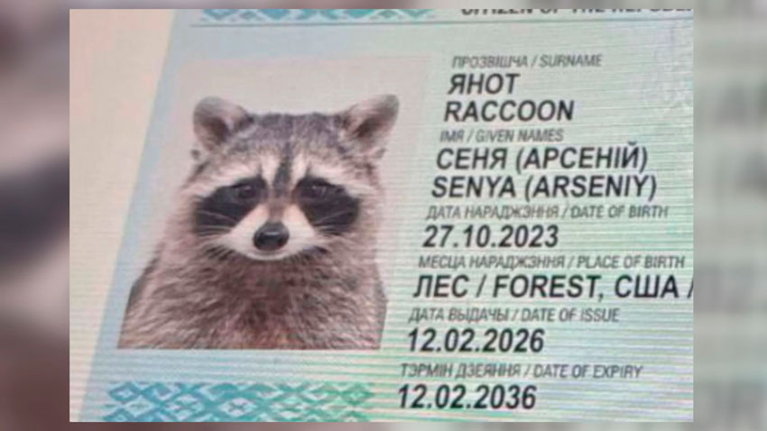 Енот Сеня из США получил белорусский «паспорт»