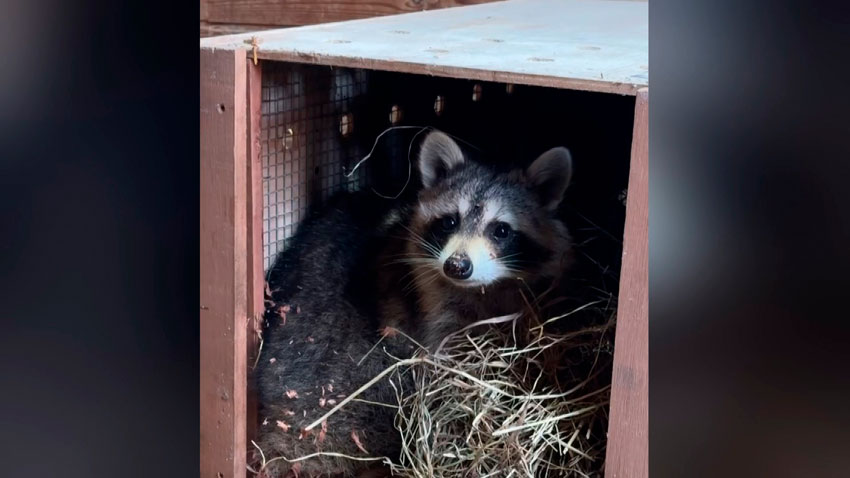 Енот Сеня из США получил белорусский «паспорт»