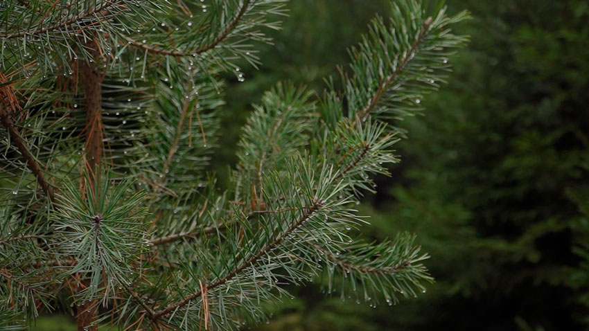 Государственная лесная охрана переходит на усиленный режим работы