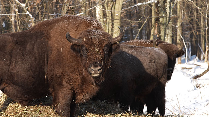 Красная книга