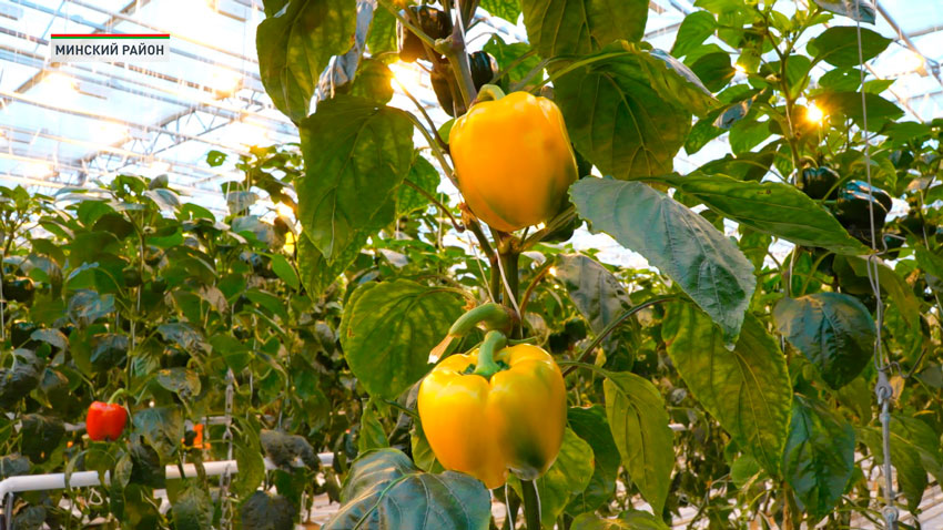 Турчин с рабочей поездкой посетил тепличный комбинат