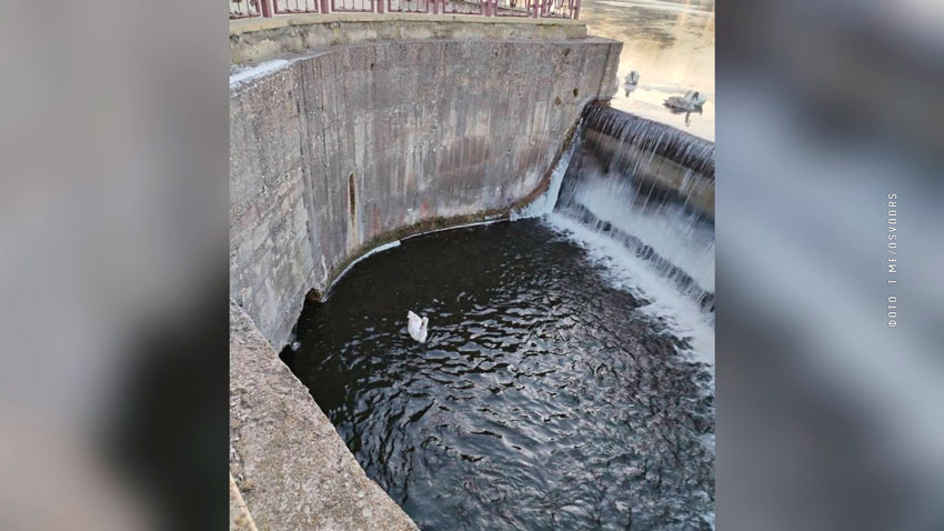 В Лиде лебедь упал в водосброс. Помощь ему оказали спасатели