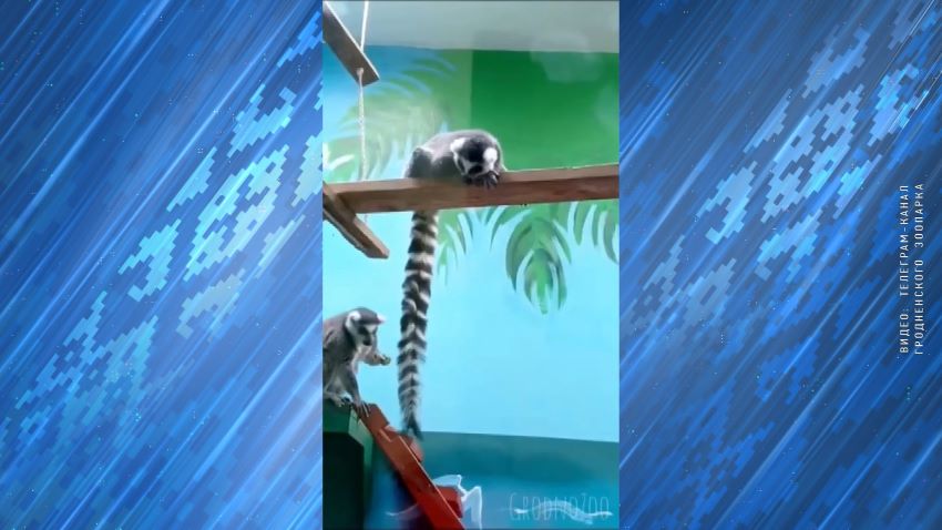 Лемуры зоопарк Гродно