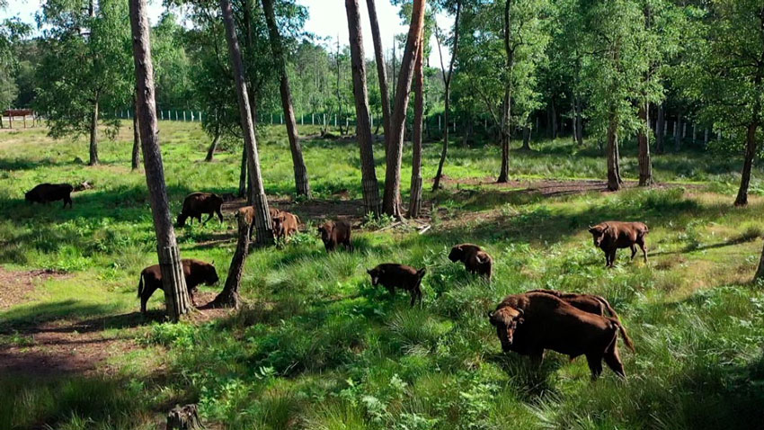 Лошадь Пржевальского теперь в Красной книге! Рассказываем, какие изменения внесли в 5-е издание