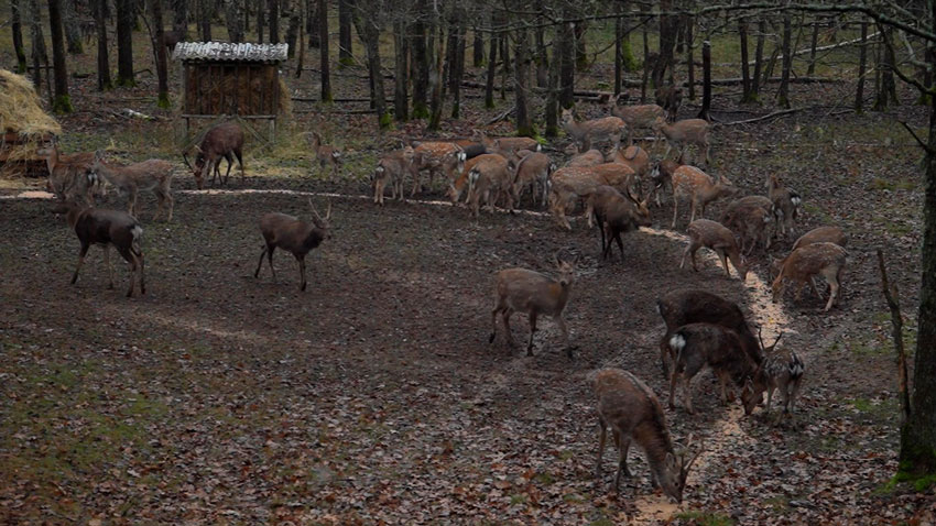 В лесах Гродненской области увеличится численность благородных оленей