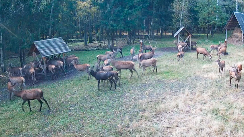 В Беловежской пуще онлайн-камера зафиксировала рекордное стадо оленей