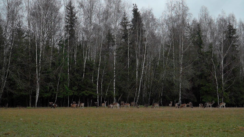 В лесах Гродненской области увеличится численность благородных оленей