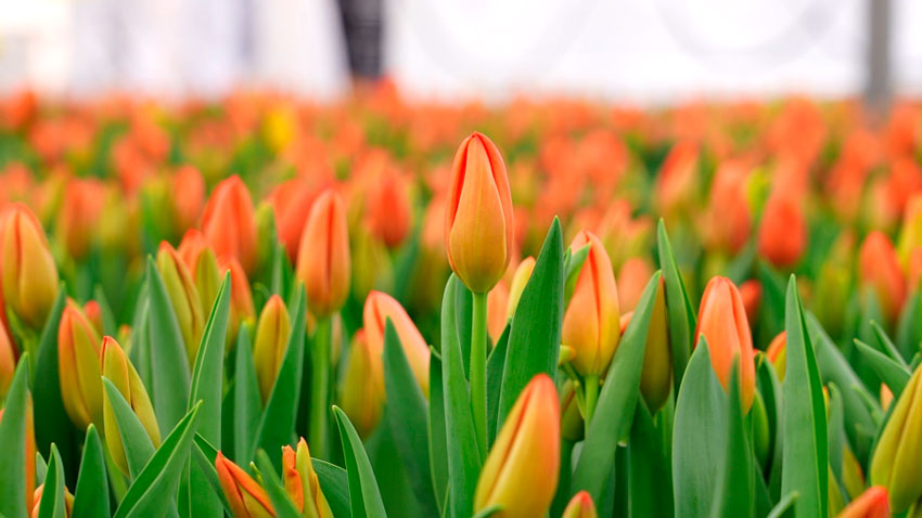 От луковицы до цветка – показываем, как выращивают тюльпаны к весенним праздникам