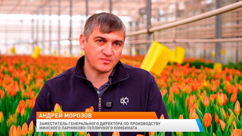 Андрей Морозов, заместитель генерального директора по производству Минского парниково-тепличного комбината