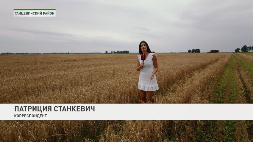 Работа в поле в режиме нон-стоп – как белорусские аграрии трудятся на уборочной-2026