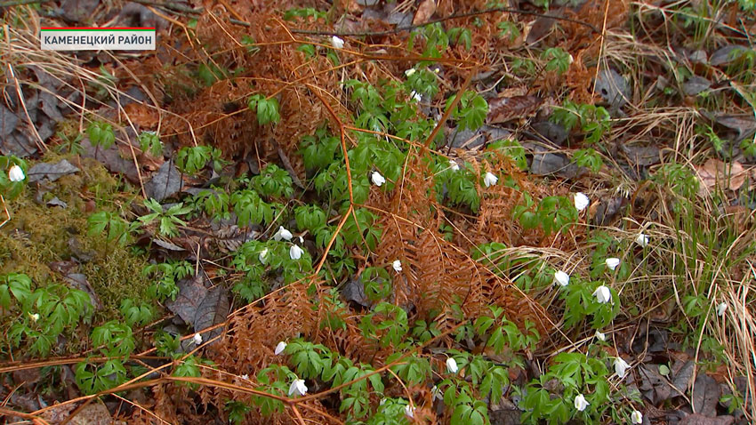 В Беловежской пуще в декабре зацвели ветреницы дубравные