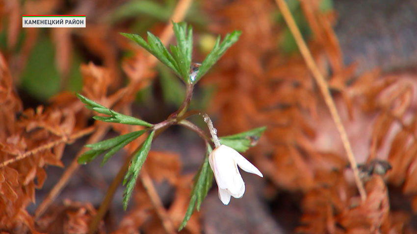 Первоцветы распустились в Беловежской пуще
