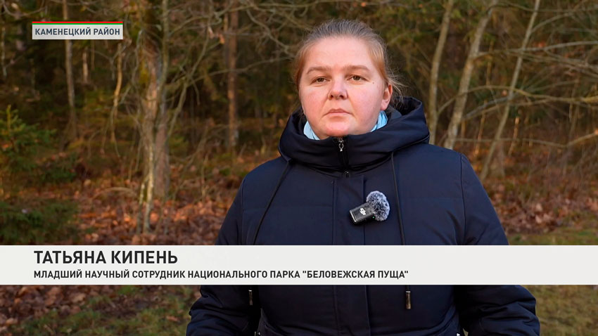 Татьяна Кипень, младший научный сотрудник Национального парка «Беловежская пуща»