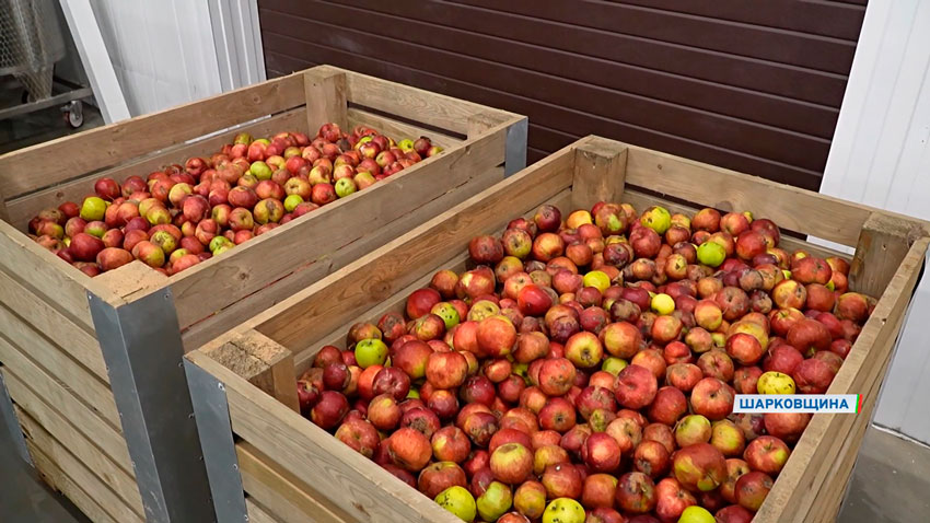 В Шарковщине теперь будут выпускать яблочный сок.