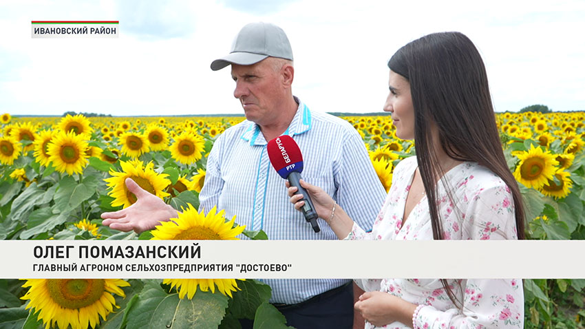 Подсолнухи