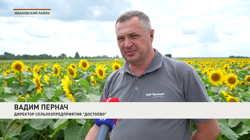 Подсолнухи