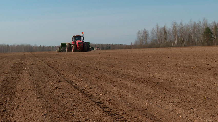 Яровые культуры в Беларуси посеяны на 21 % площадей