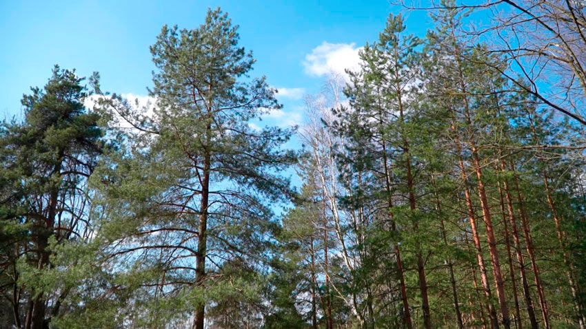 Присоединиться может каждый! Узнали, как принять участие в акции «Лес! Дабро! Парадак!»