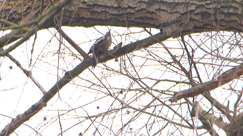 Перелетные птицы возвращаются в Беларусь после зимы