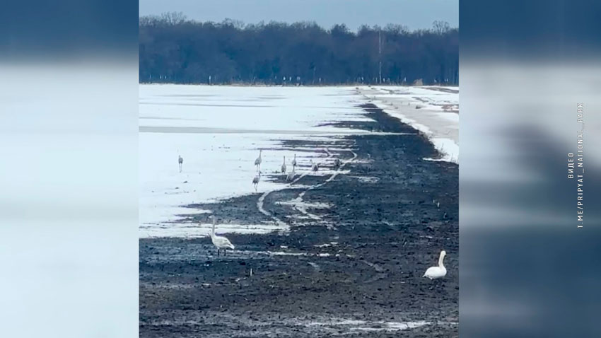 Перелетные птицы возвращаются в Беларусь после зимы