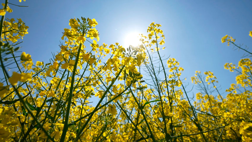 В Беларуси к концу 2026-го планируют удвоить долю рапсового масла на полках магазинов