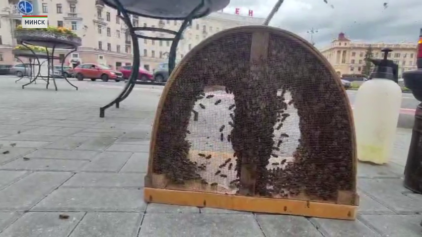 Цветочные клумбы были облеплены пчелами