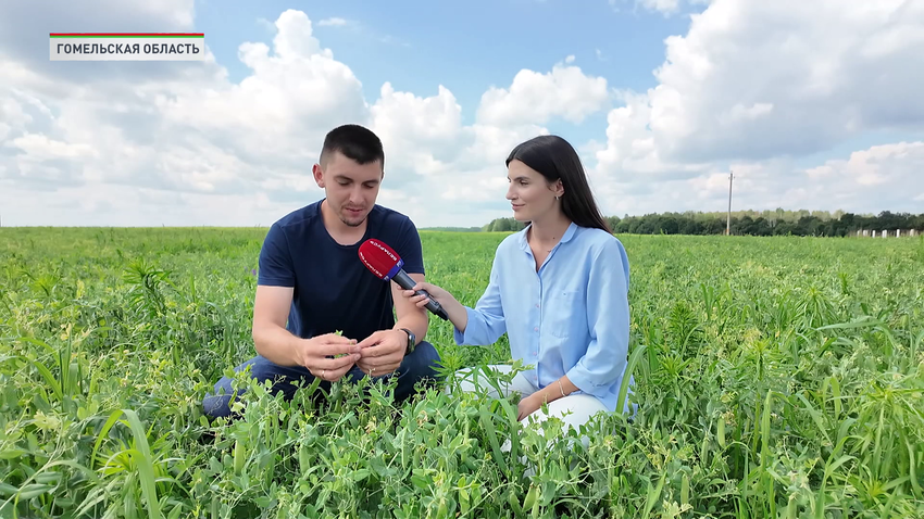 Как выращивают и консервируют на предприятиях горох