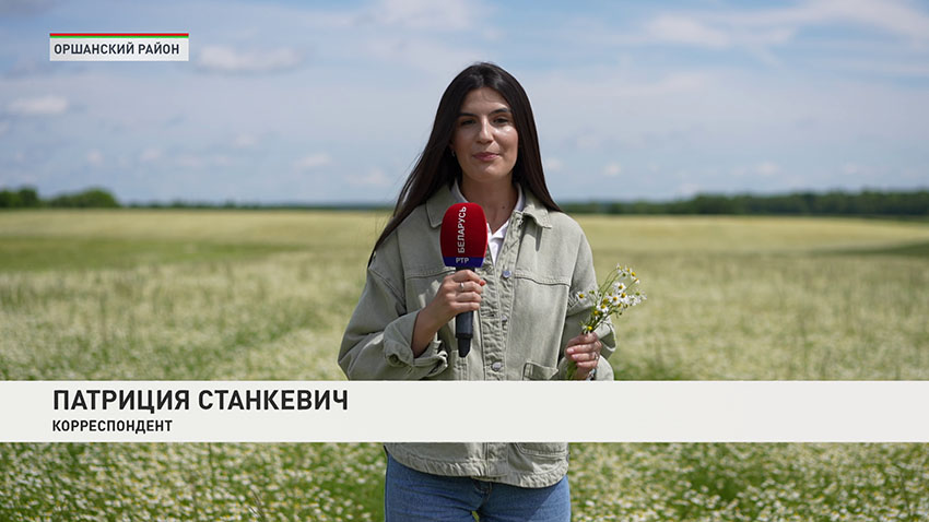 Ромашки