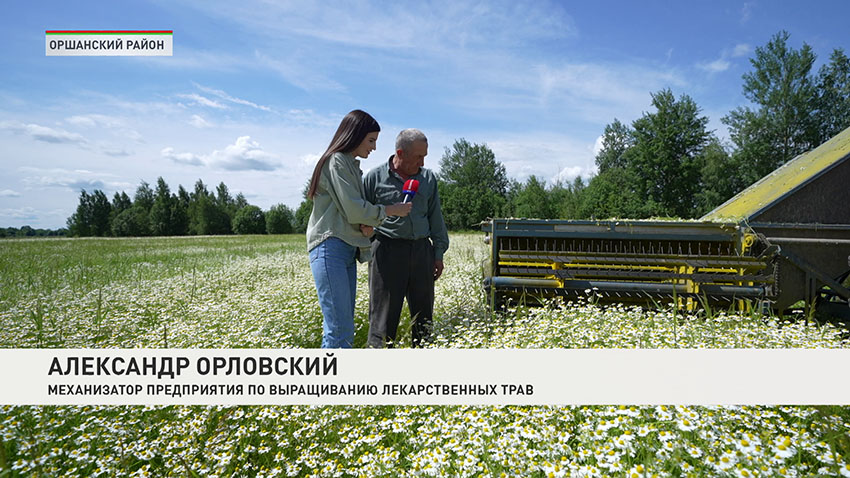 Ромашки