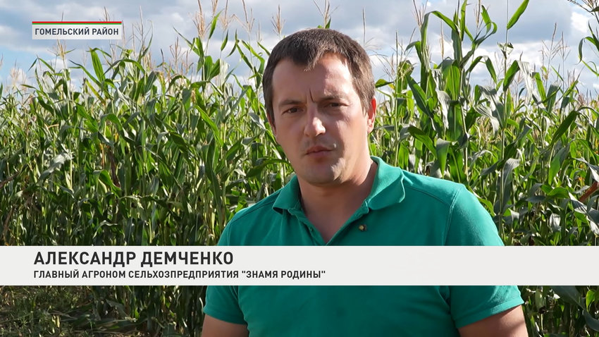 Александр Демченко, главный агроном сельхозпредприятия «Знамя Родины»