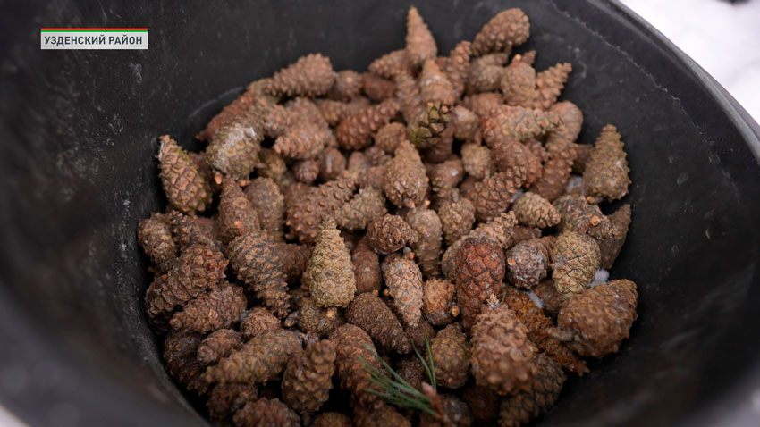 В Беларуси открыт сезон заготовки шишек