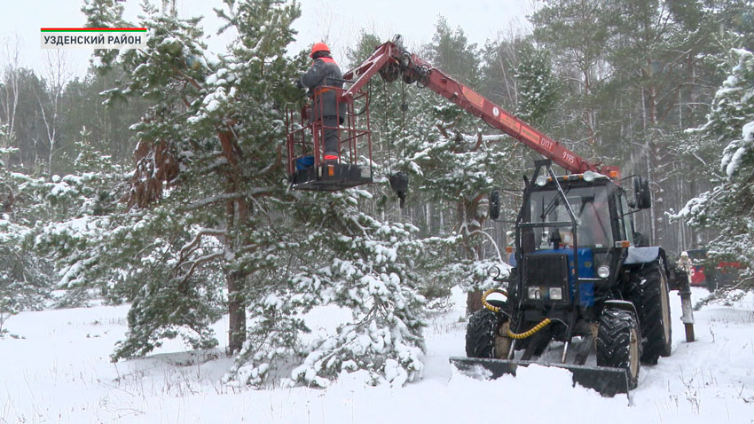В Беларуси открыт сезон заготовки шишек