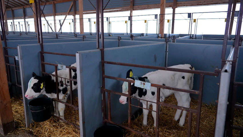 Александр Лукашенко напомнил: в прежние времена, когда еще не было современных возможностей, сельчане боролись за жизнь животных и спасали их от морозов. 