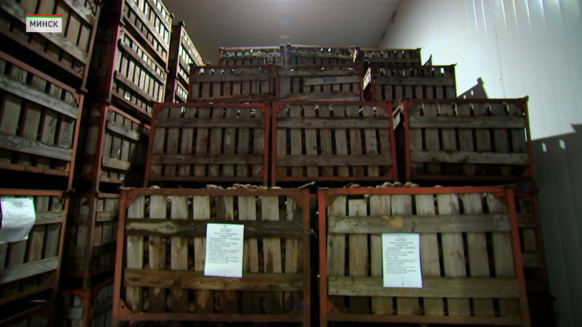 В Минске в стабфонды заложено 43 тыс. тонн овощей и яблок 