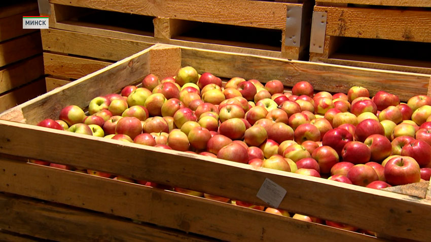 В Минске в стабфонды заложено 43 тысячи тонн овощей и яблок 
