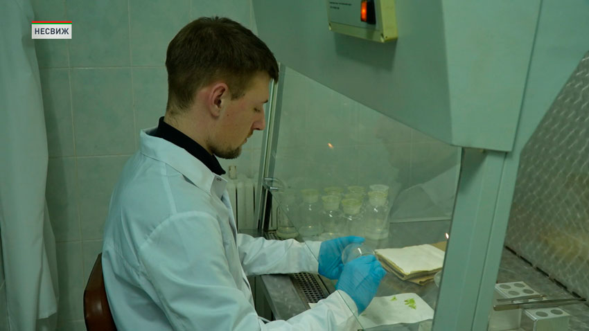 В Беларуси выводят новые гибридные сорта свёклы